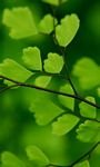 pic for Green Leaves On Branch 768x1280